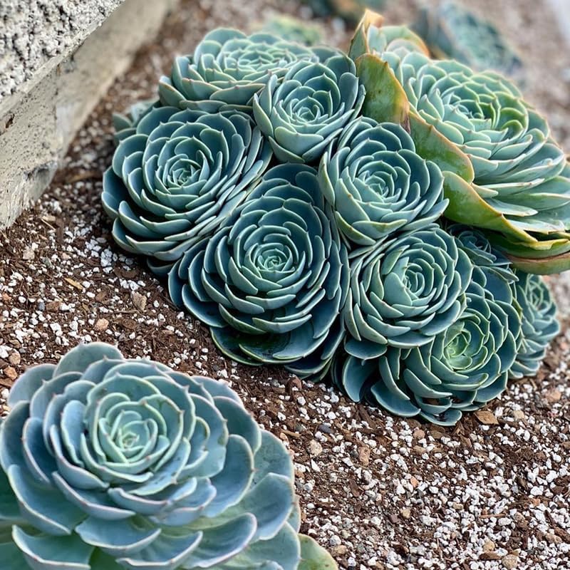Echeveria Succulents Live Plants for Planting, Live Echeveria Succulents, Live Echeveria Plant, Live Echeveria Succulents, Blue Desert Rose Echeveria, 2.5 Inch Pot