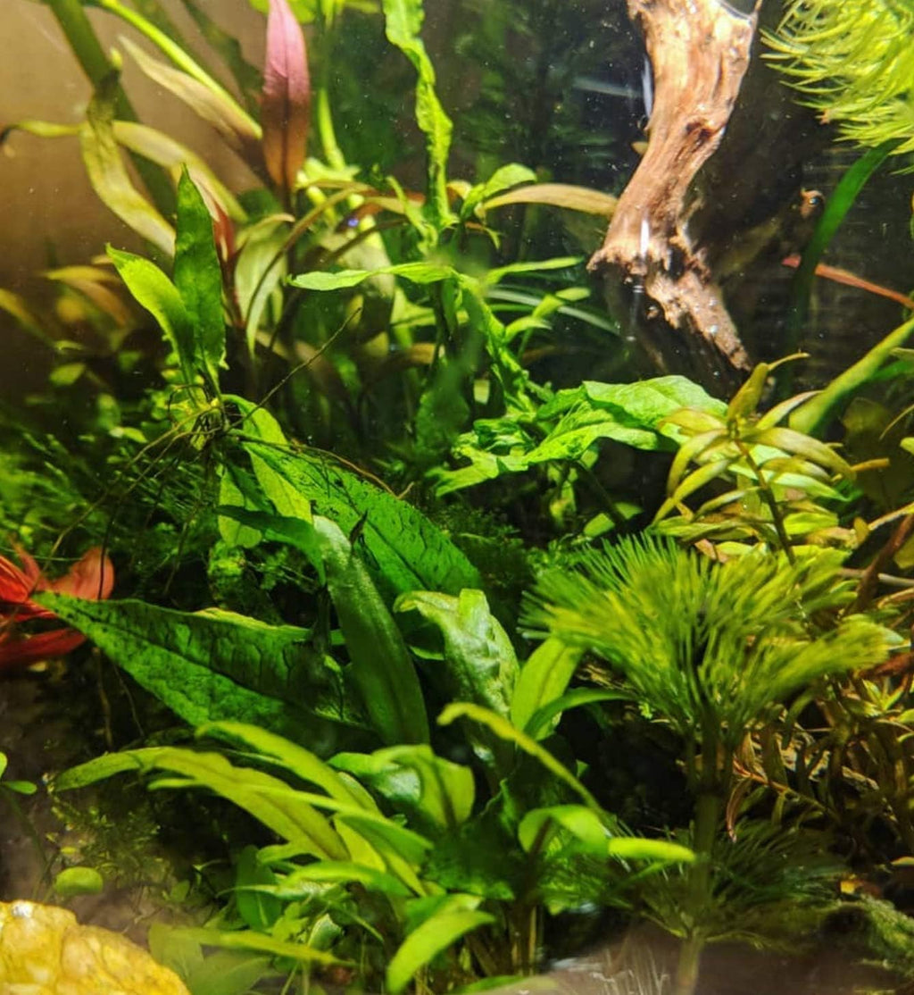 Cryptocoryne Lutea Crypts Walkeri Vitro Live Aquarium Plants in TC Cup for Aquatic Freshwater Fish Tank by Greenpro