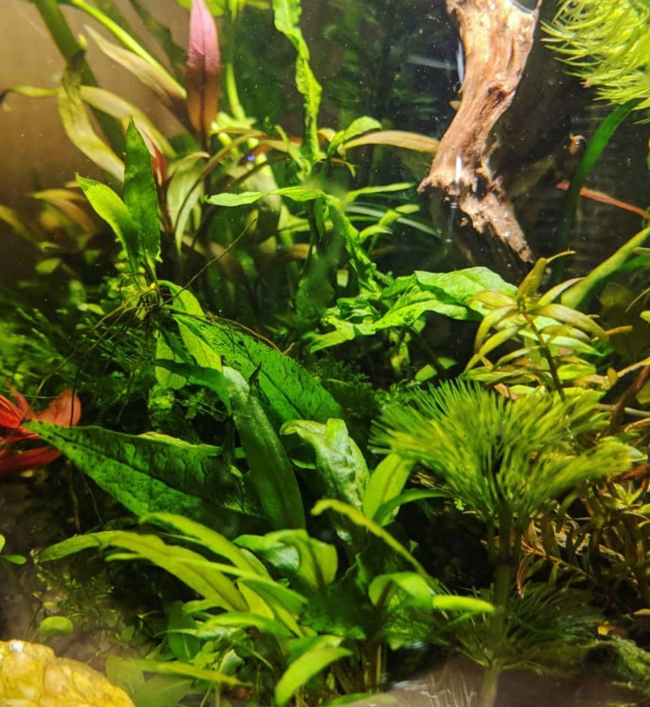 Cryptocoryne Lutea Crypts Walkeri Vitro Live Aquarium Plants in TC Cup for Aquatic Freshwater Fish Tank by Greenpro