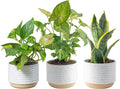 Costa Farms Live Indoor Plants in Decorative Pots, Easy to Maintain, Air Purifying Houseplants, Assorted Varieties, Room or Home Decor, House Warming Gift, 8-12 Inches Tall, Pack of 3