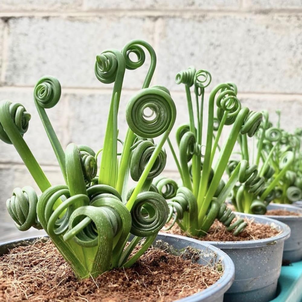 Albuca Spiralis Plant Live, Frizzle Sizzle Succulent Plants, Corkscrew Foliage Succulent in 4'' Pot, Easy-Care Indoor Outdoor Plant