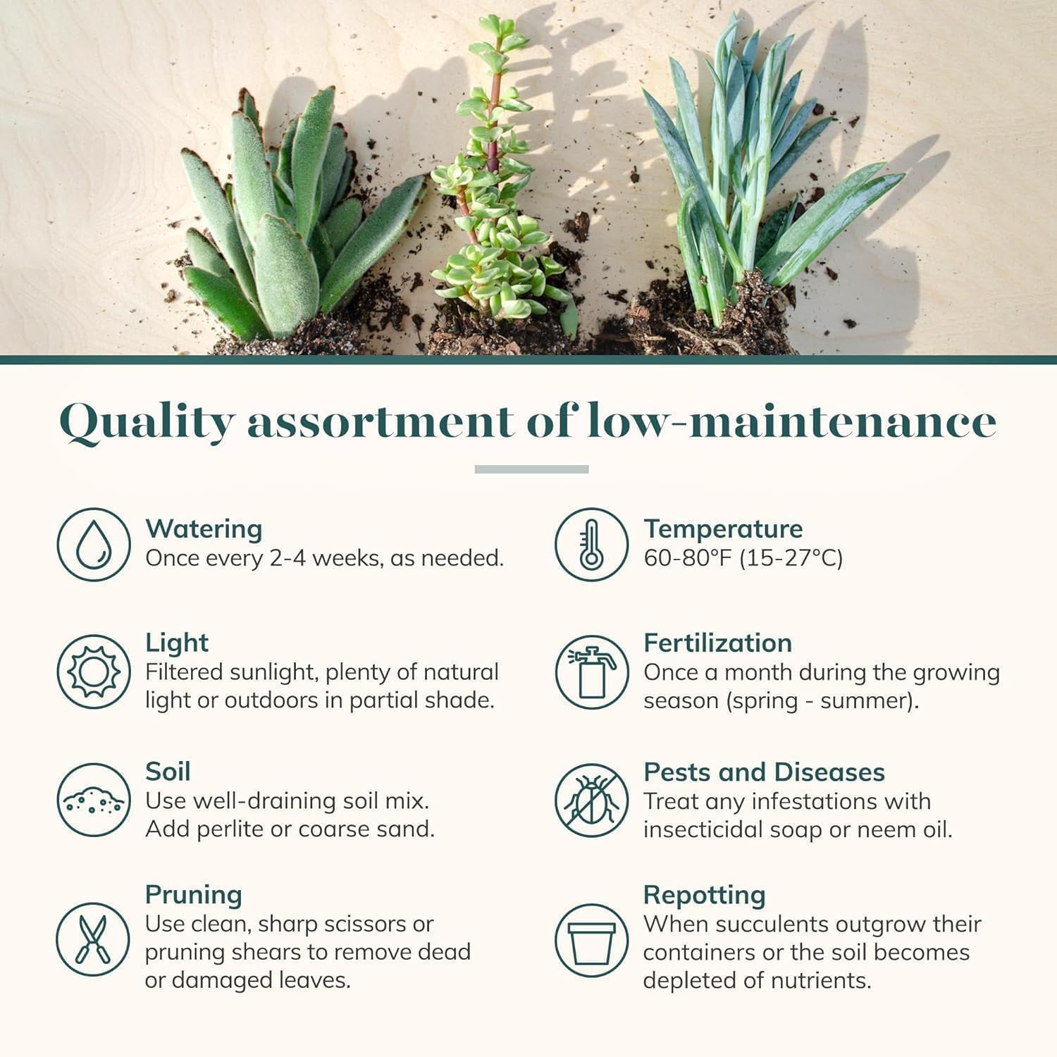 Shop Succulents Collectors Succulent Plant Pack Collection - Live Mini Succulent Plants, Low Maintenance, Colors & Textures - Wedding and Party Favors, Gift & Garden, Pack of 40