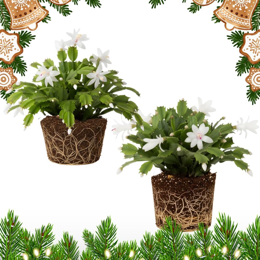 2 White Christmas Cactus Plants, Thanksgiving Cactus 3-6 Inch Tall, Winter Succulents Flowers Container Hanging Basket Indoor Outdoor Planting