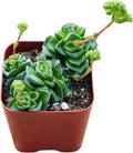 Succulents Plants Live 2inch Live Mini Succulent Plants, Easy Care House Plants Rooted in Succulent Soil Mix, by The Succulent Cult (Crassula Susannae *Rare*, 2 Inch)