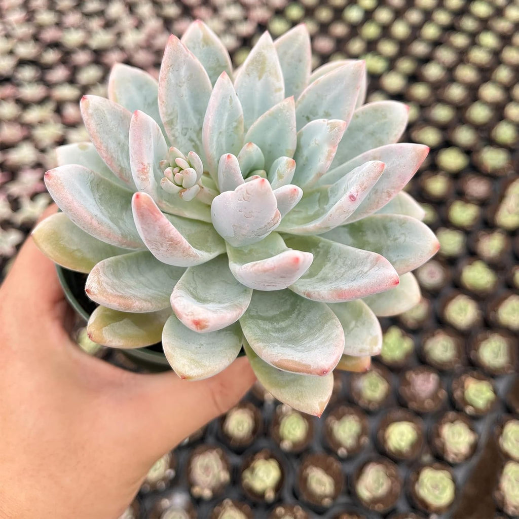 Live Succulent Plants (Echeveria 'Star Snow'), Easy Care Houseplant for Home and Office Decor, Great Gift for Housewarming, Birthday, Thanksgiving