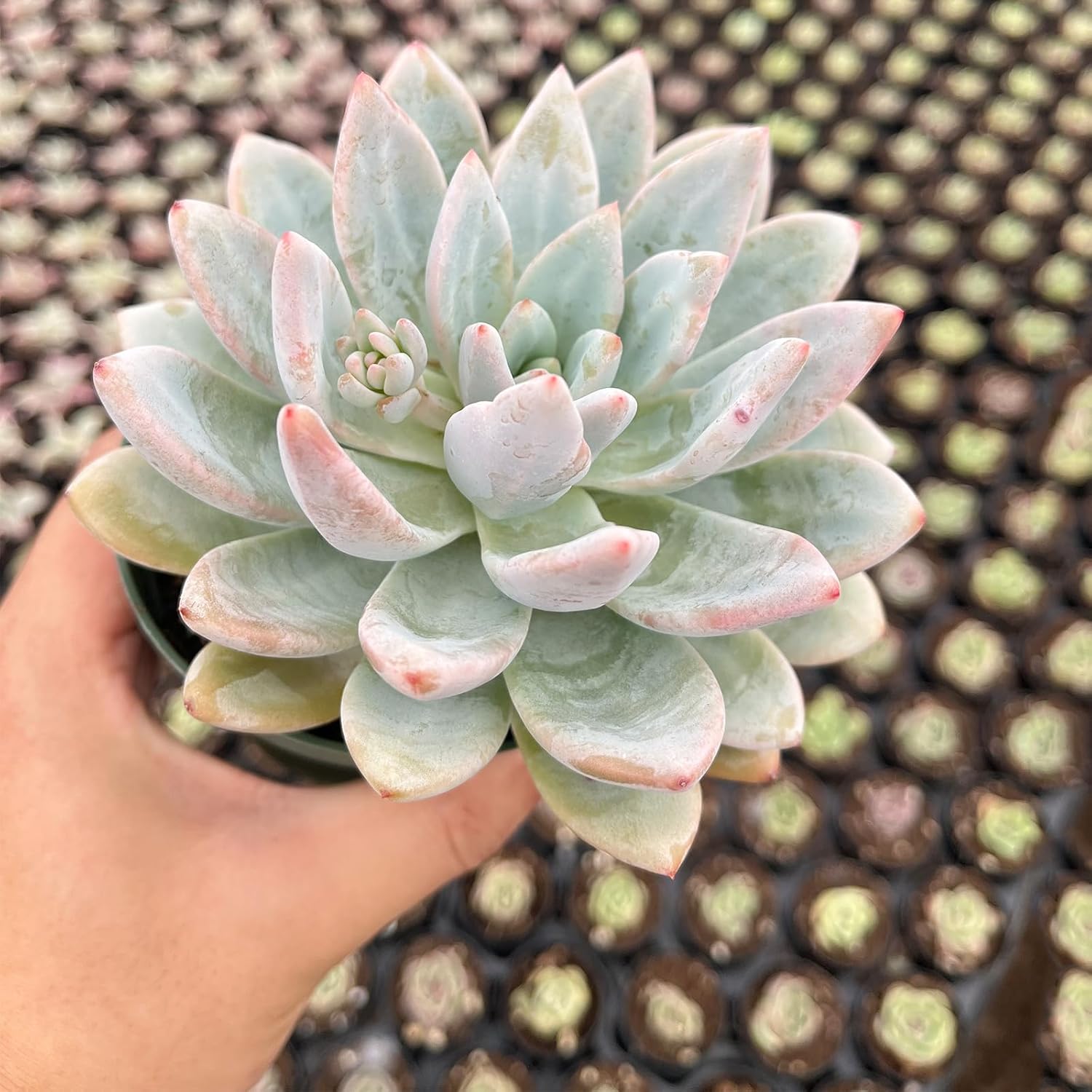 Live Succulent Plants (Echeveria 'Star Snow'), Easy Care Houseplant for Home and Office Decor, Great Gift for Housewarming, Birthday, Thanksgiving