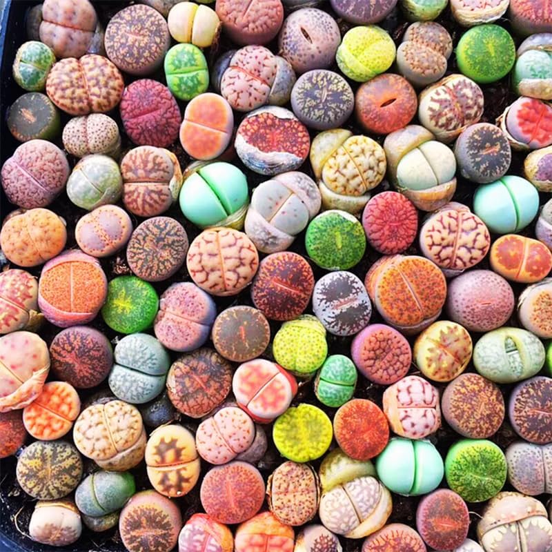 Lithops Live Plants Mix Lithop Succulents Plants Live Bulk, 20Pcs Rock Living Stone Succulent Live Plants Large Size Live Houseplant