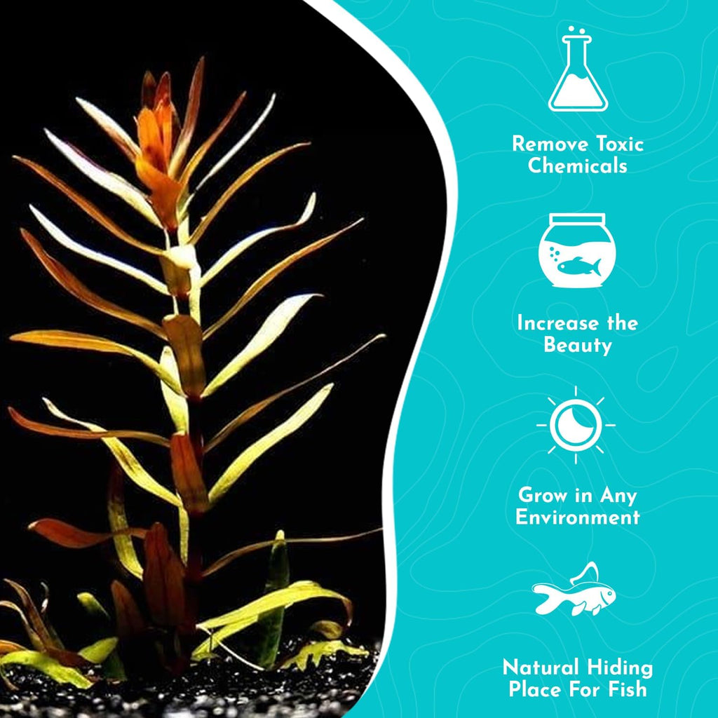 Nesaea Pedicellata (Golden) - Live Plants for Freshwater Aquarium - Freshwater Aquarium Stem Plant - Vibrant Golden Foliage - Ideal for Aquascaping & Fish Tanks - Bunch
