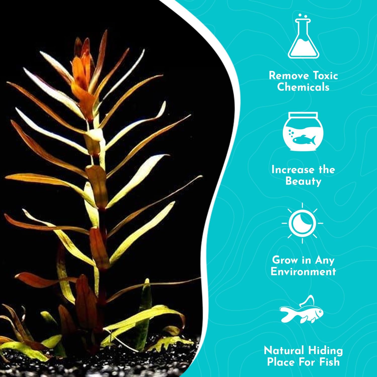 Nesaea Pedicellata (Golden) - Live Plants for Freshwater Aquarium - Freshwater Aquarium Stem Plant - Vibrant Golden Foliage - Ideal for Aquascaping & Fish Tanks - Bunch