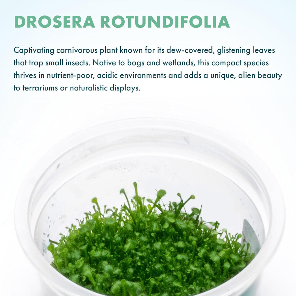 SubstrateSource Live Plant - Round-leaved Sundew (Drosera Rotundifolia) - Carnivorous Rosette for Bog Terrariums, Snail-Free in Vitro Plant - Tissue Culture