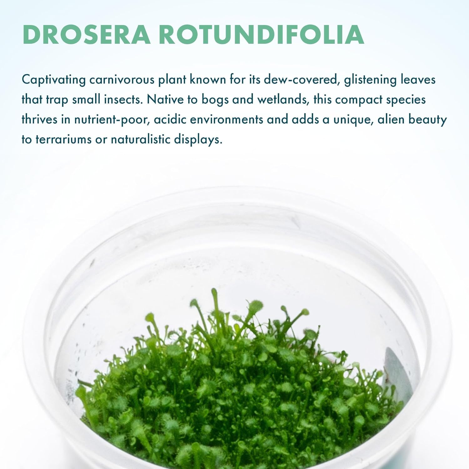 SubstrateSource Live Plant - Round-leaved Sundew (Drosera Rotundifolia) - Carnivorous Rosette for Bog Terrariums, Snail-Free in Vitro Plant - Tissue Culture