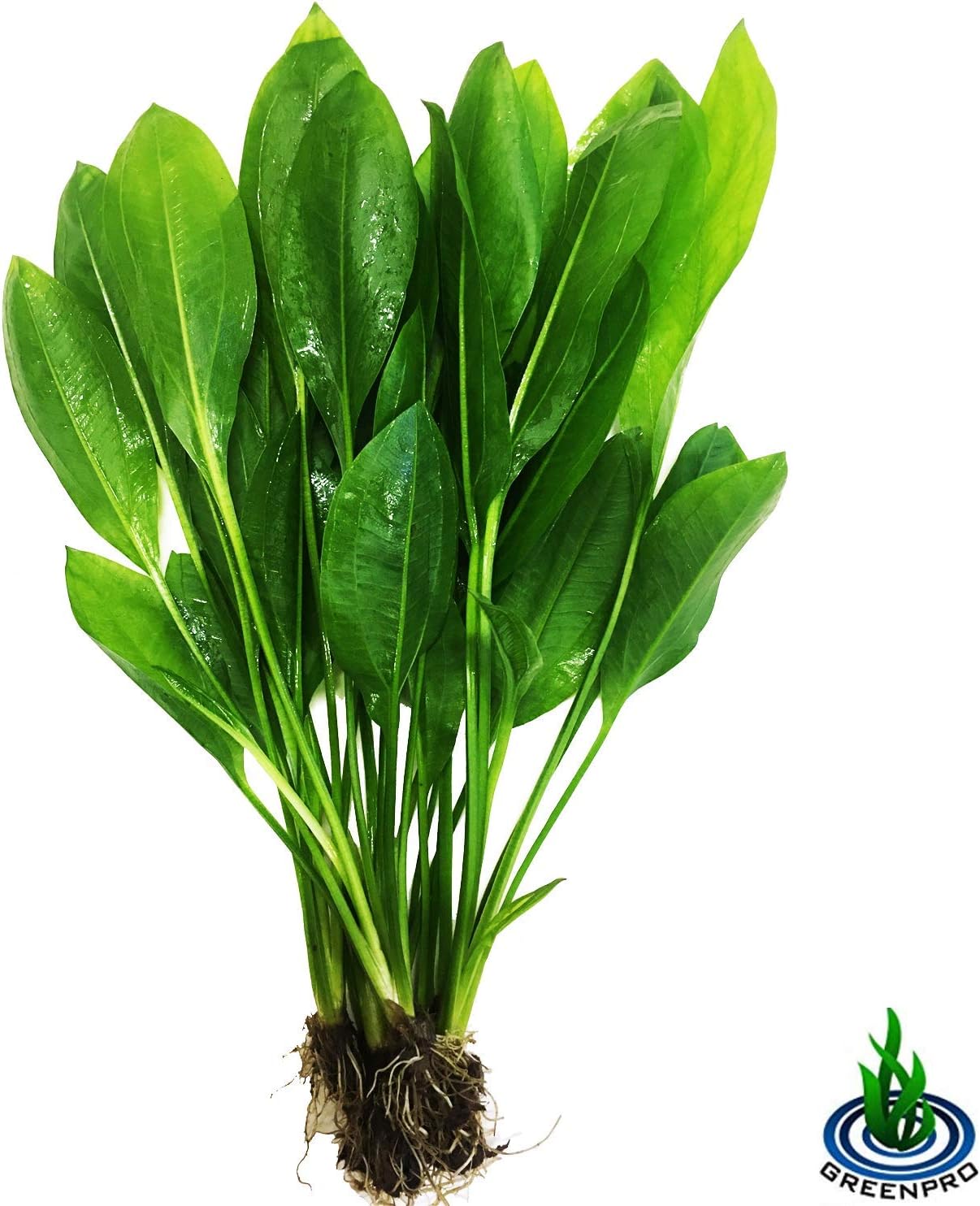 Greenpro 3-Bundles Amazon Sword | Echinodorus Bleheri Live Aquarium Plants Package Aquatic Freshwater Fish Tank Decorations