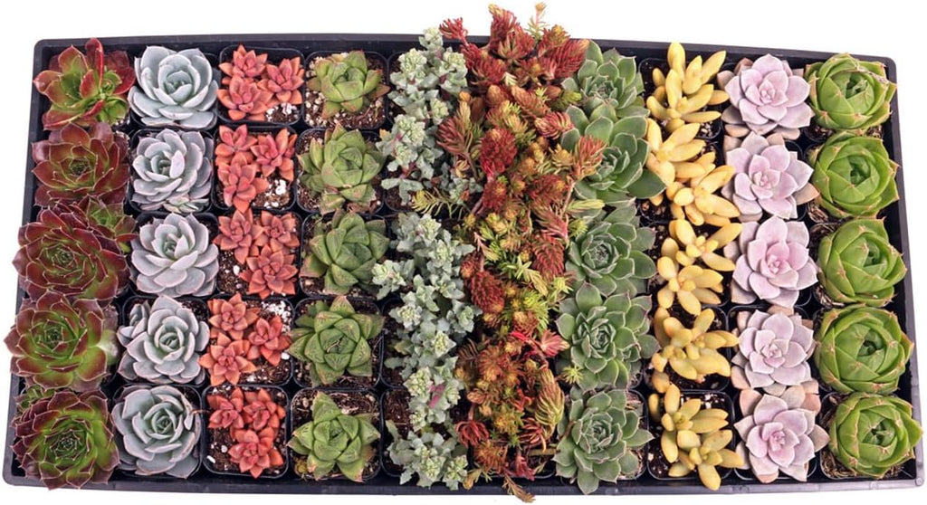 Mountain Crest Gardens Assorted Succulents Bulk Pack - 50 Live Plants in 2 Inch Pots - Real Indoor/Outdoor Succulents for DIY, Gifts, Weddings, and Home Decor
