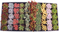 Mountain Crest Gardens Assorted Succulents Bulk Pack - 50 Live Plants in 2 Inch Pots - Real Indoor/Outdoor Succulents for DIY, Gifts, Weddings, and Home Decor