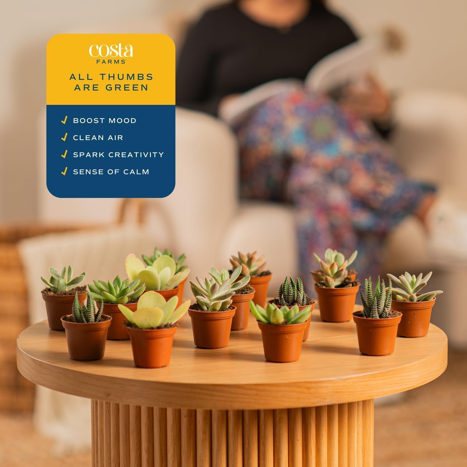Costa Farms Succulents (100 Pack), Live Mini Succulent Plants, Hand-Selected Variety Mix, Potted in Nursery Plant Pots, Gift for Bulk Baby Shower, Bridal Shower, DIY Room Decor