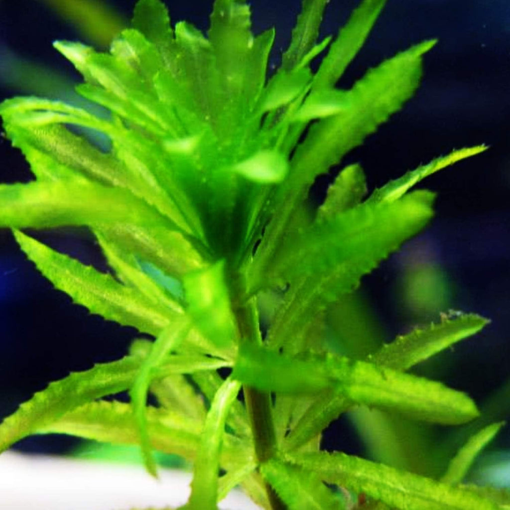Anacharis | Elodea Densa Imported from Grower Live Aquarium Plant Stems Decorations BUY2GET1FREE