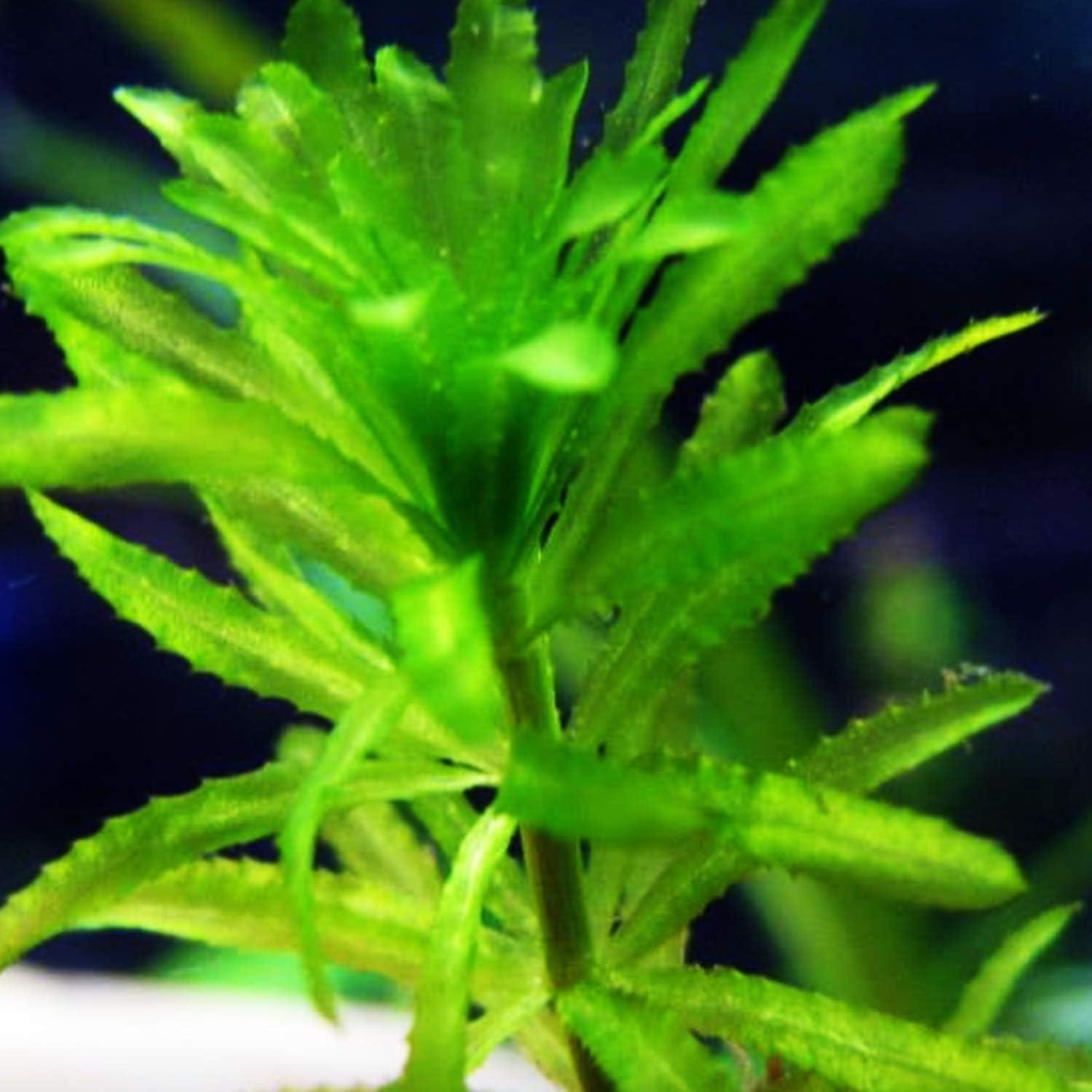 Anacharis | Elodea Densa Imported from Grower Live Aquarium Plant Stems Decorations BUY2GET1FREE