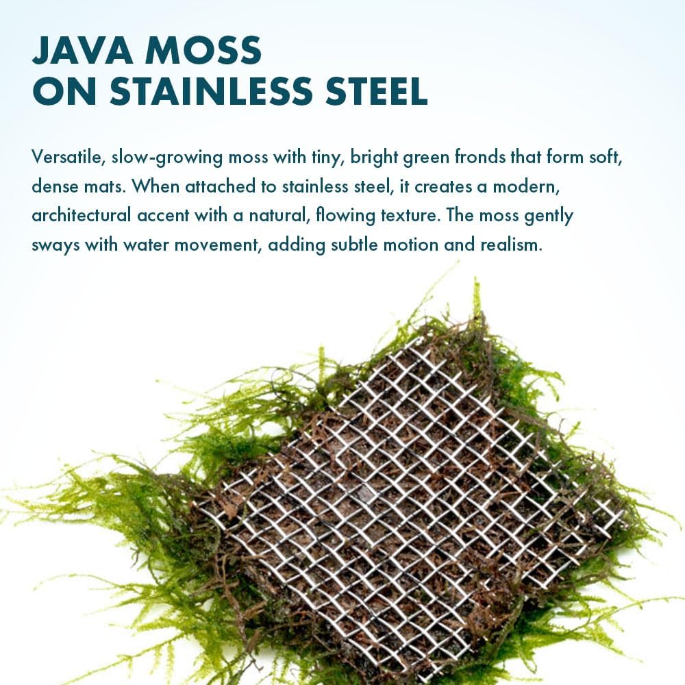 SubstrateSource Live Aquarium Plants on Driftwood, Lava Rock, Moss, Fiber Mat - Freshwater Fish Tanks - Easy, Beginner Friendly (Java Moss on Stainless Steel, (1 Pack))