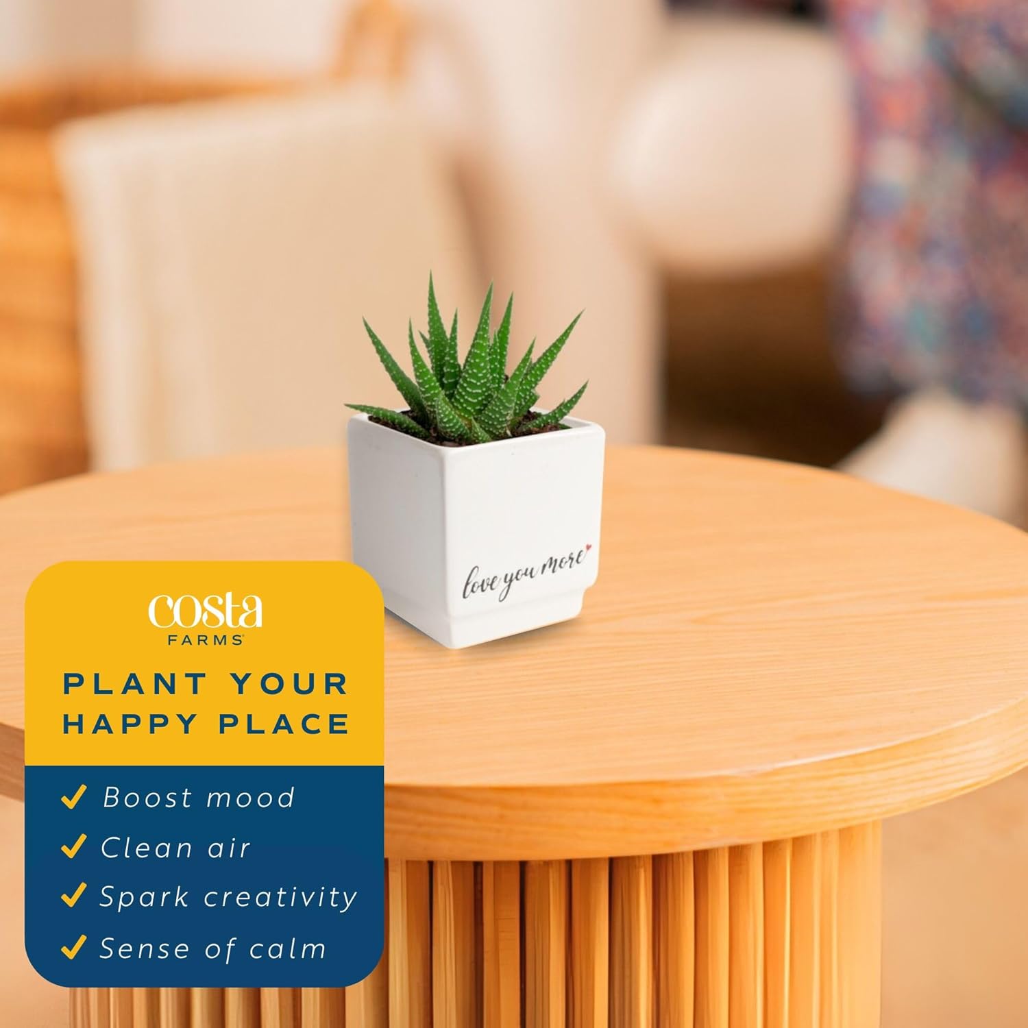 Costa Farms Haworthia Live Plant | Potted in Cute Succulent Pot | 6-Inches Tall | Unique Gift for Housewarming | Home and Living Room Decor