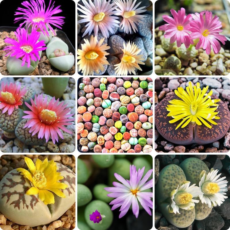 Lithops Live Plants Mix Lithop Succulents Plants Live Bulk, 20Pcs Rock Living Stone Succulent Live Plants Large Size Live Houseplant