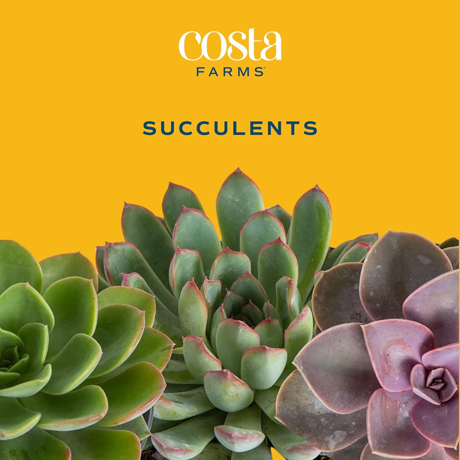 Costa Farms Mini Succulent Live Plants in Decorative Garden Pot, Easy to Maintain Small Indoor Houseplant, Home, Room, or Office Decor, Great House Warming or Birthday Gift, 6 Inches Tall