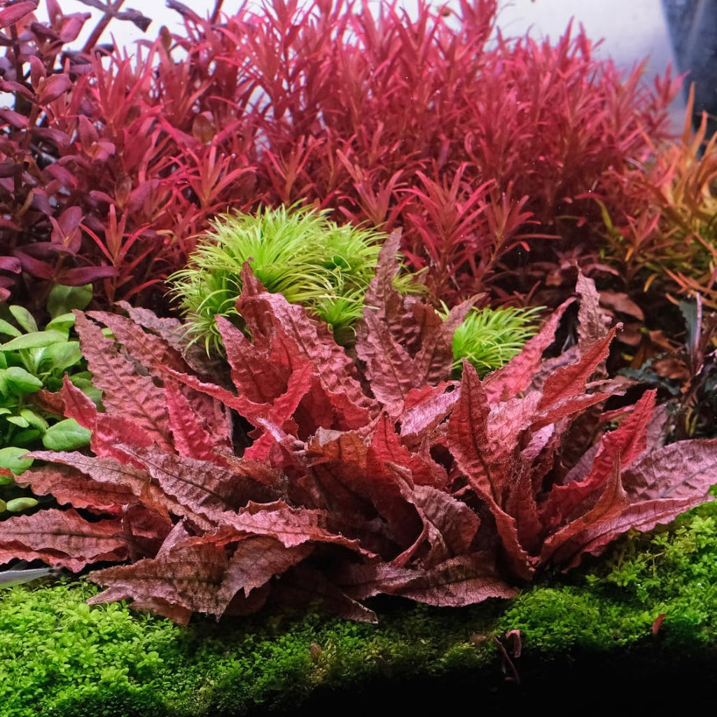 Red Cryptocoryne Wendtii Live Freshwater Aquarium Plants, Live Aquarium Pond Aquatic Plant