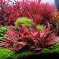 Red Cryptocoryne Wendtii Live Freshwater Aquarium Plants, Live Aquarium Pond Aquatic Plant