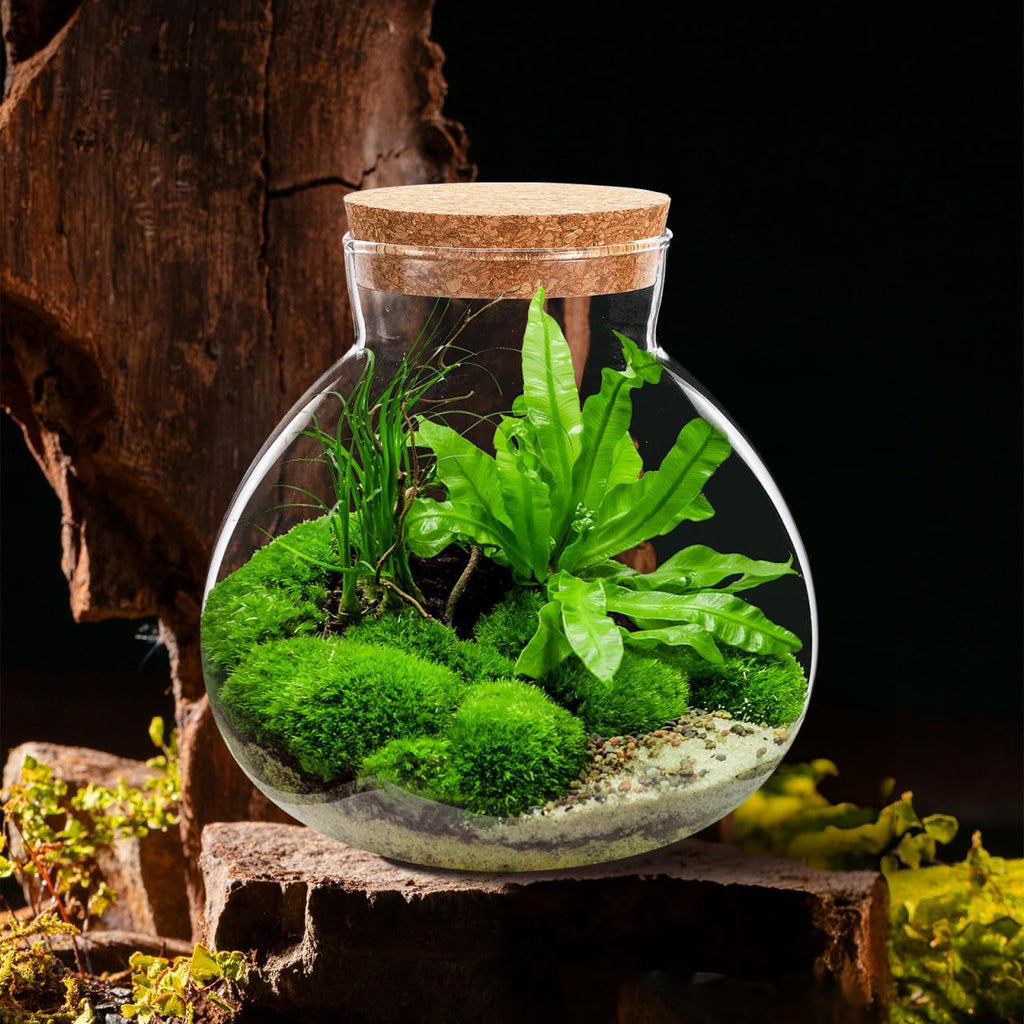 Round Glass Jar Terrarium Succulent Plant Terrarium Ball Bud Vases Jars Message Wishes Bottle Candy Jar with Cork Lid for Fern Succulent Air Plants