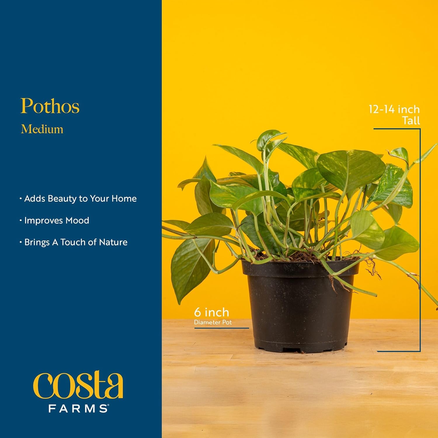 Costa Farms Live Pothos Plant, Easy Grow Vining & Trailing Air Purifying Houseplant in Garden Plant Pot, Housewarming Gift, Room, Home Decor, 10-12 Inches Tall