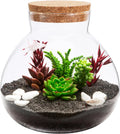 YARNOW Glass Terrarium Jar with Cork Lid, Round Transparent Micro Landscape Bottle for Moss, Succulents, and Home Decor, 5.5 Inch