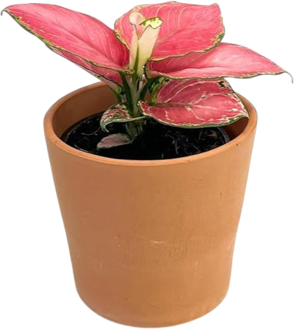 CoollectivePlants Aglaonema Chinese Evergreen ‘Cherry’ – Live Plant in 4″ Grower’s Pot, Aglaonema Live Plant, Easy Care Indoor Plant, Includes UniHeat Pack for Winter Protection