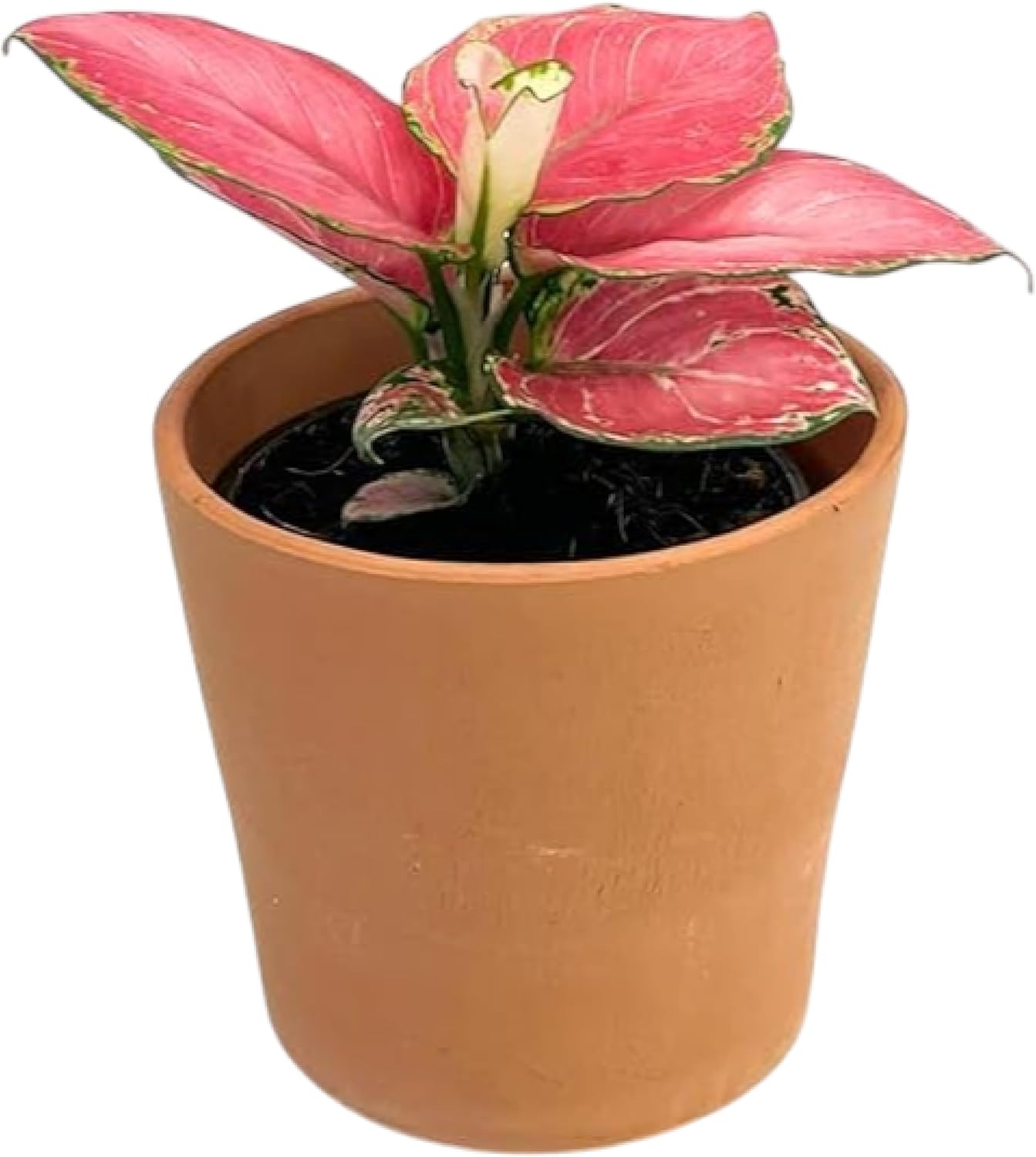 CoollectivePlants Aglaonema Chinese Evergreen ‘Cherry’ – Live Plant in 4″ Grower’s Pot, Aglaonema Live Plant, Easy Care Indoor Plant, Includes UniHeat Pack for Winter Protection