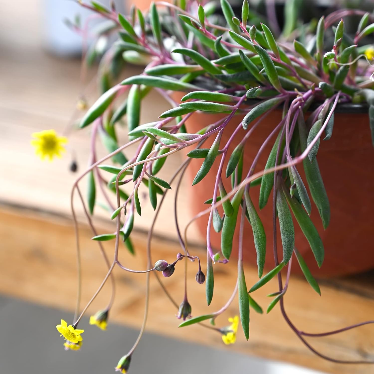 4" Ruby Necklace with Green Stripe Pot, Live Othonna capensis L.H.Bailey Succulent, Purple Hanging Trailing House Plant for Home Office Wedding Decoration DIY Project Party Favor