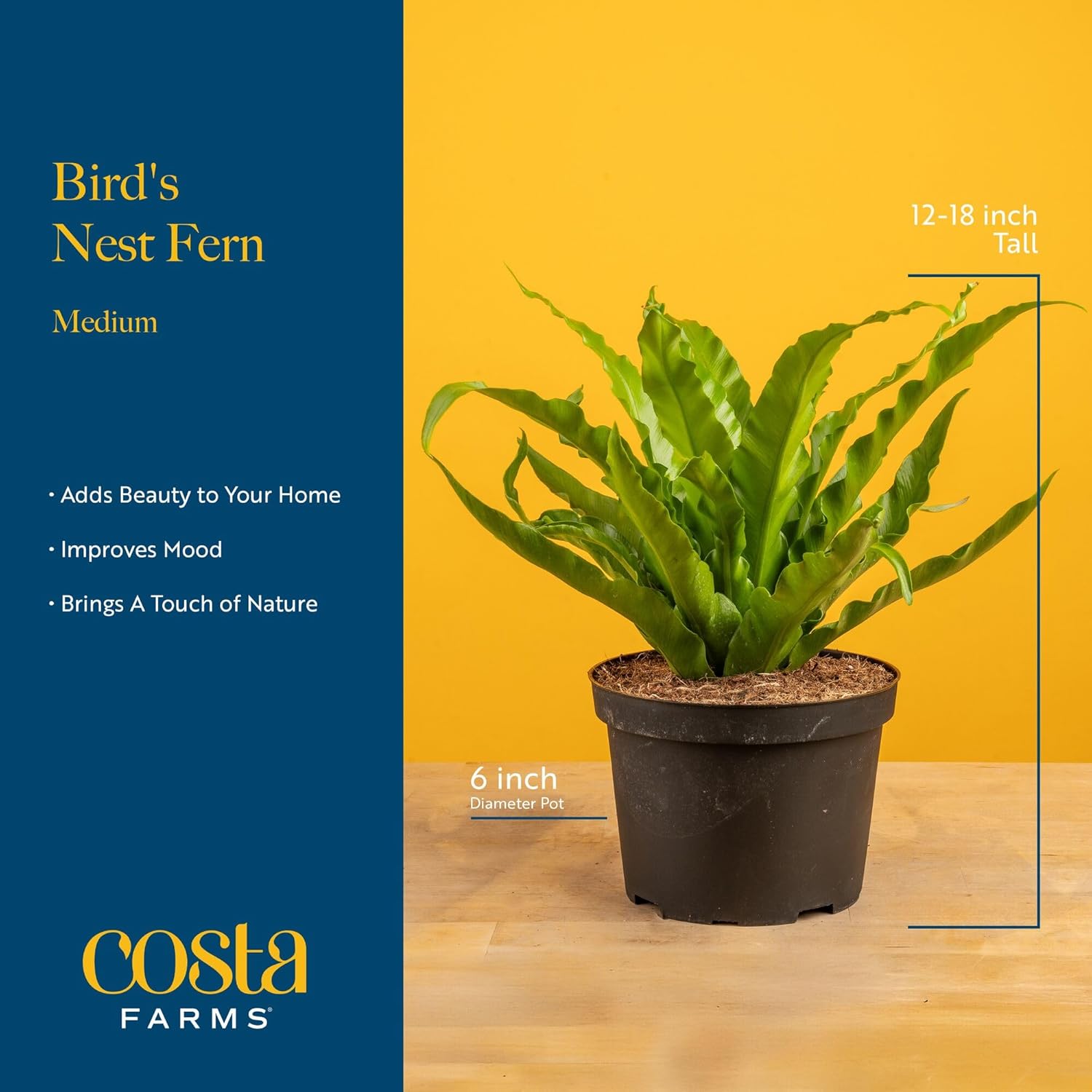 Costa Farms Bird's Nest Fern Plant, Easy Care Live Indoor Houseplant in Modern Decor Planter, Potted in Soil Potting Mix, Outdoor Garden Gift, Beautiful Home Décor, Housewarming Gift, 15-Inches Tall