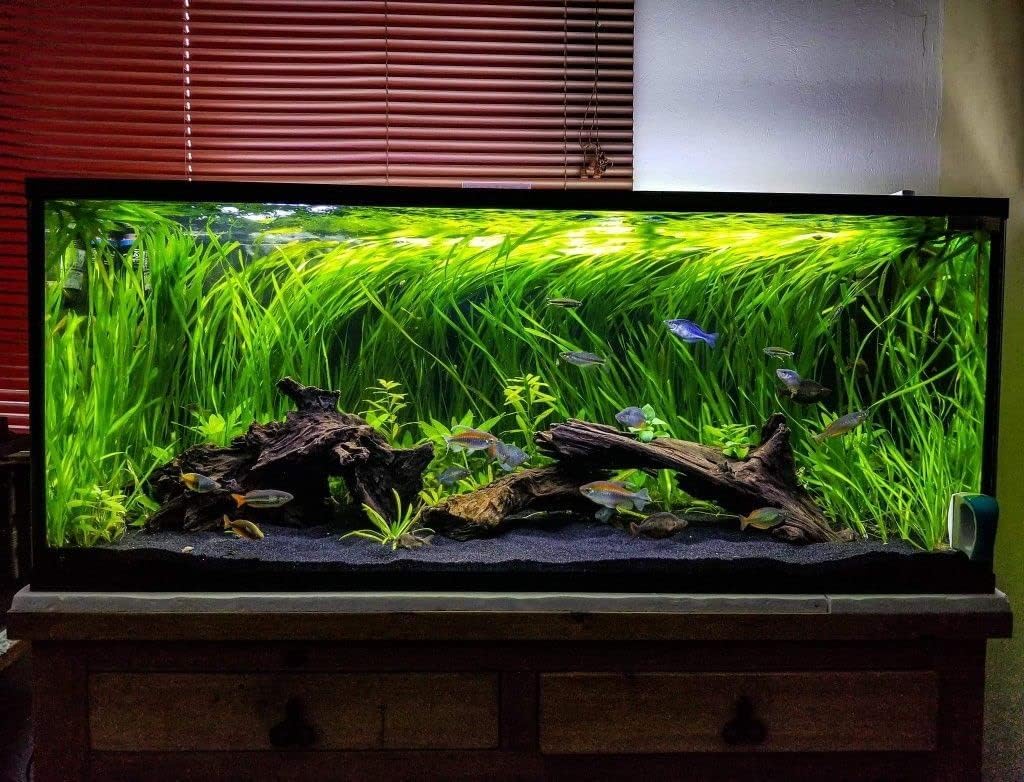 Azil Natural Driftwood 10'' - 15'' Perfect Aquarium Decoration! Ideal for Fish Tanks, Freshwater Aquariums, terrariums, aquascaping, hardscaping,Aquatic Plants.