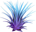 Rainbow Tillandsia Air Plant, Tillandsia Air Plant, Airplant, Air Purification, House Plant, Home Decor & Gift, Live Plant, Healthy Arrival Guarantee (Purple/Baby Blue)