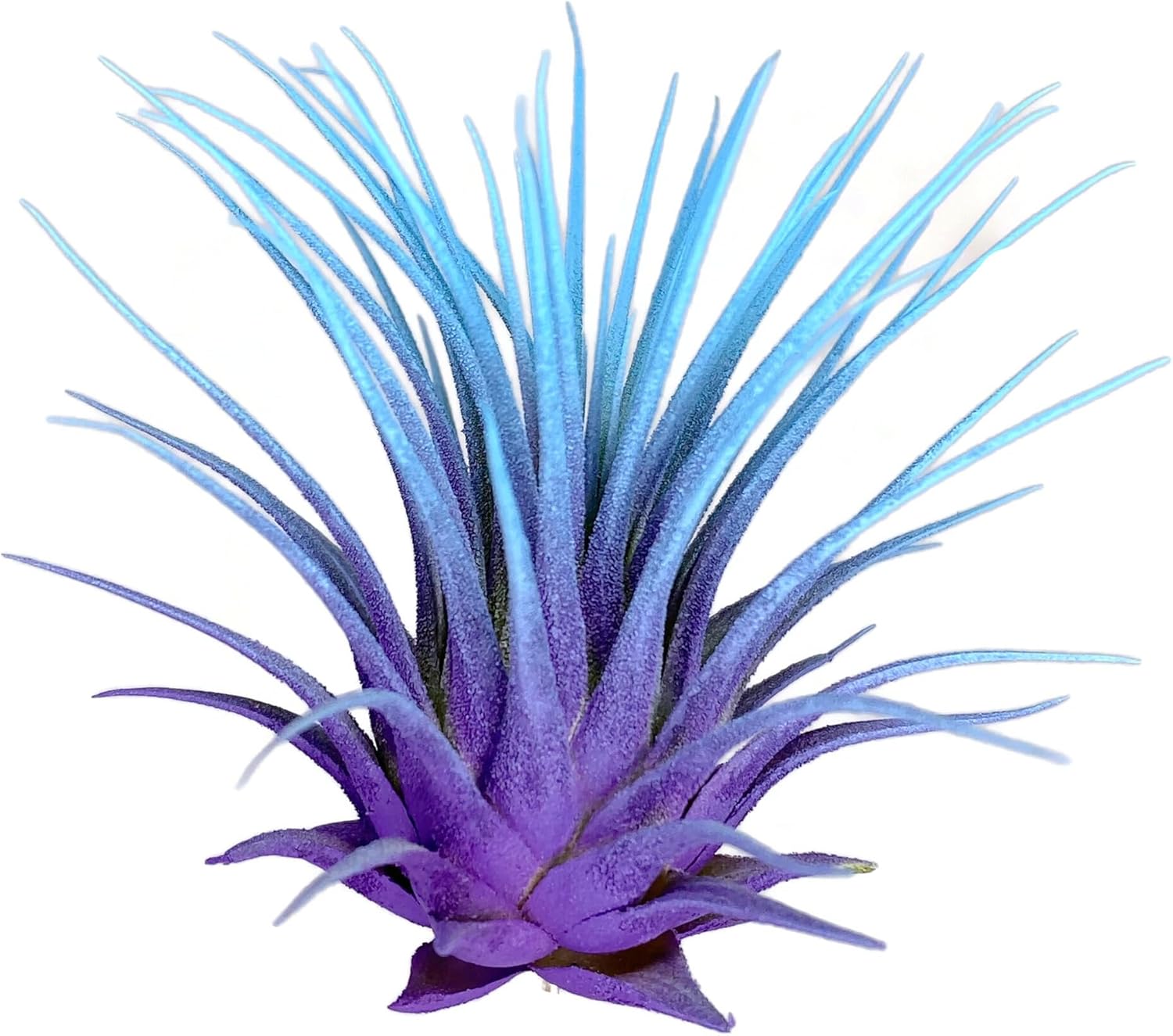 Rainbow Tillandsia Air Plant, Tillandsia Air Plant, Airplant, Air Purification, House Plant, Home Decor & Gift, Live Plant, Healthy Arrival Guarantee (Purple/Baby Blue)