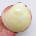 PEPPERLONELY 3 Pairs Polished Tiger Clam Sea Shells, 2 Inch ~ 3 Inch