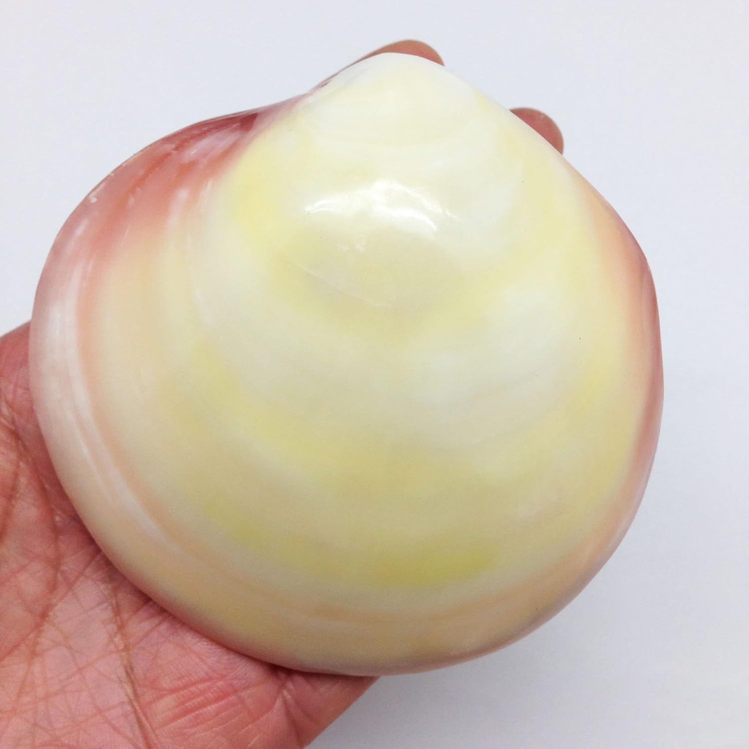 PEPPERLONELY 3 Pairs Polished Tiger Clam Sea Shells, 2 Inch ~ 3 Inch