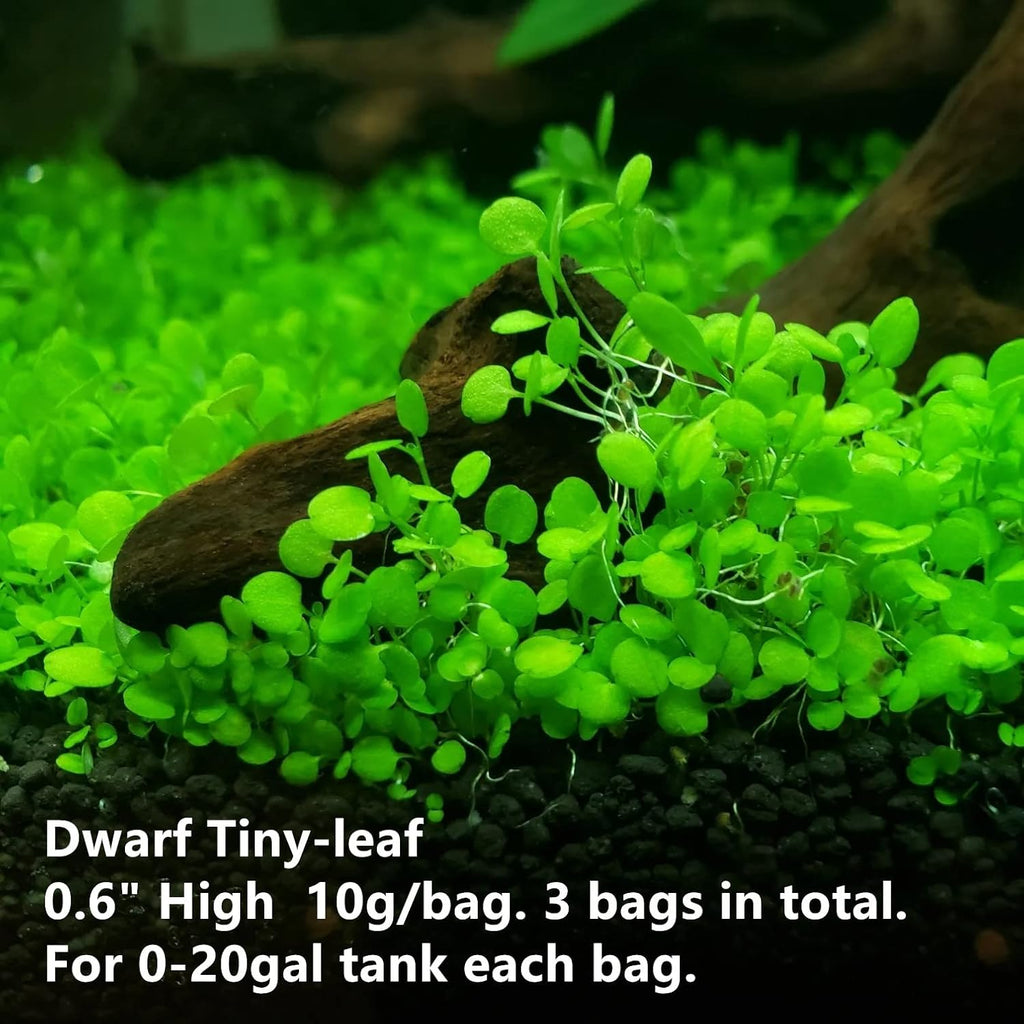 3 Pack Aquarium Plant S.e.e.d Set, not Artificial plasticl Plant. Real Grass Carpet for Fresh Water Fish Tank ZMMM998