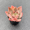 2" Live Succulent Plants Echeveria 'Meiyass', Mini Potted Succulents, Easy Care Indoor Houseplant, Unique Gifts, Home Office Décor