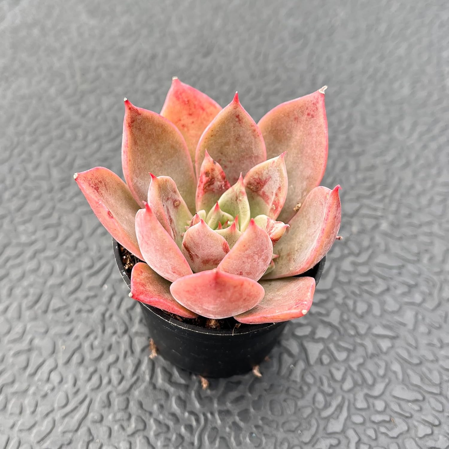 2" Live Succulent Plants Echeveria 'Meiyass', Mini Potted Succulents, Easy Care Indoor Houseplant, Unique Gifts, Home Office Décor