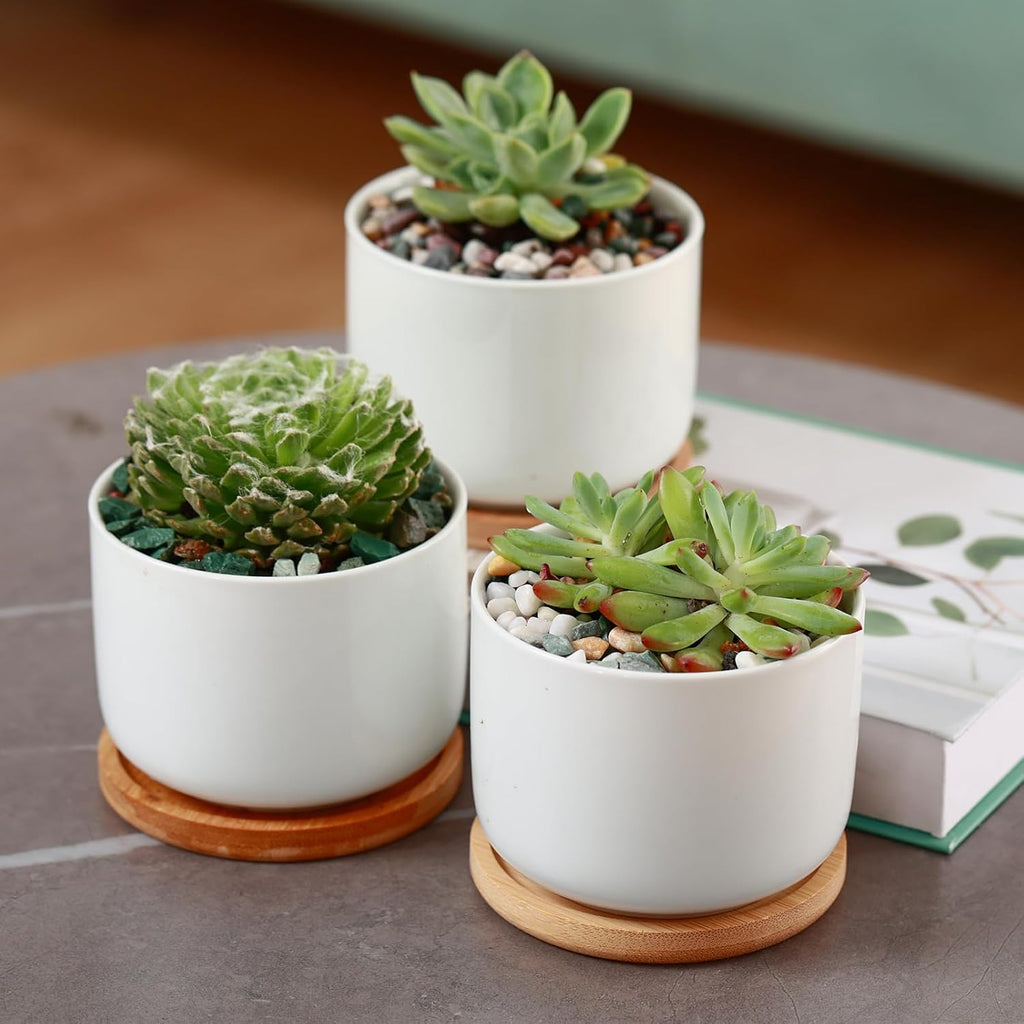 11 lbs Succulent and Cactus Bonsai Pebbles, 4-6mm Decorative Landscaping Stones Natural Garden Gravel Rocks for Indoor Outdoor Plants Aquariums DIY, and Gardening Top Dressing, Green Zeolite