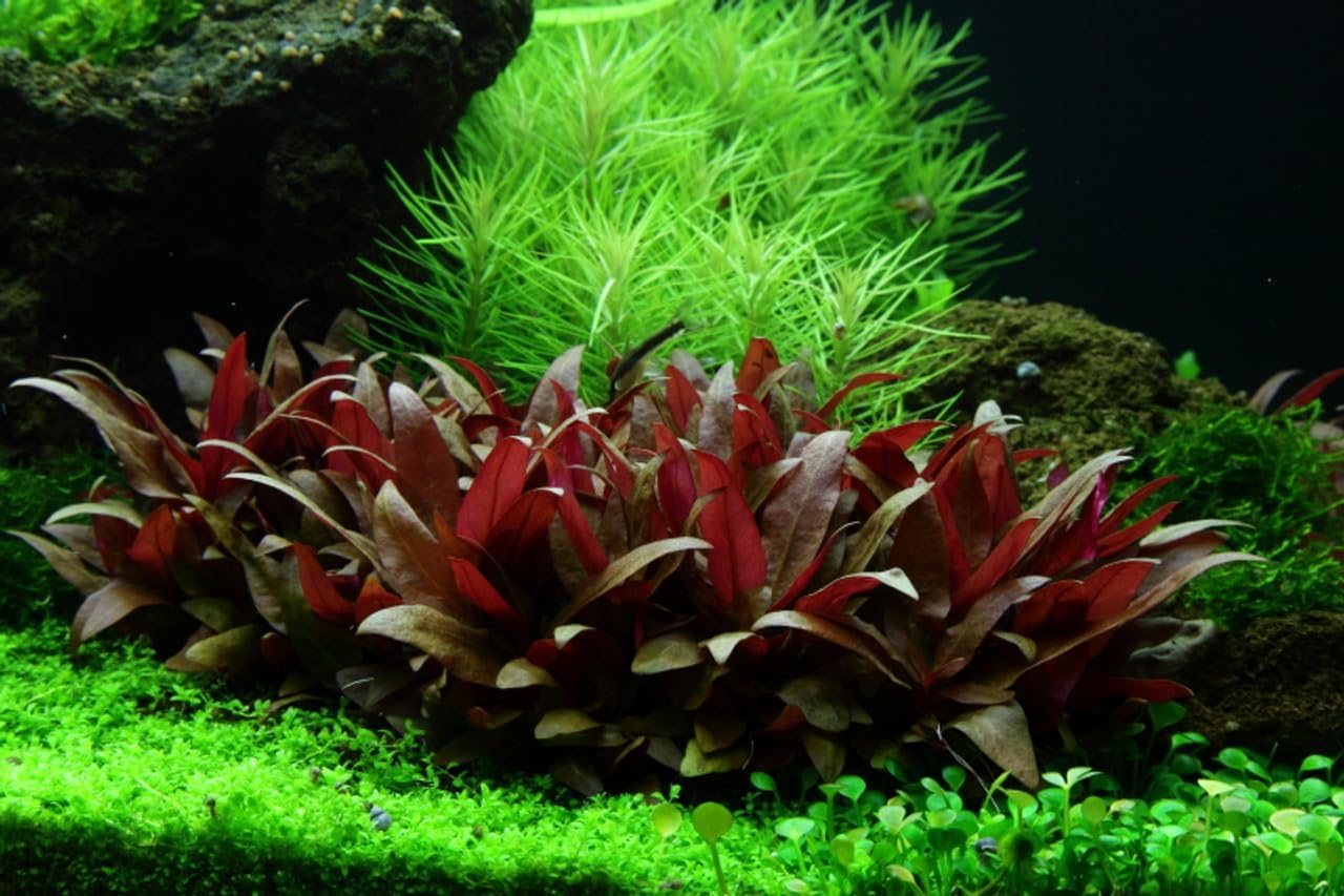 Alternanthera Reineckii 'Mini' 1-2-Grow | Tissue Culture Live Aquarium Plant | in Vitro Freshwater Plant for Aquascaping & Fish Tanks | 100% Pest & Algae Free