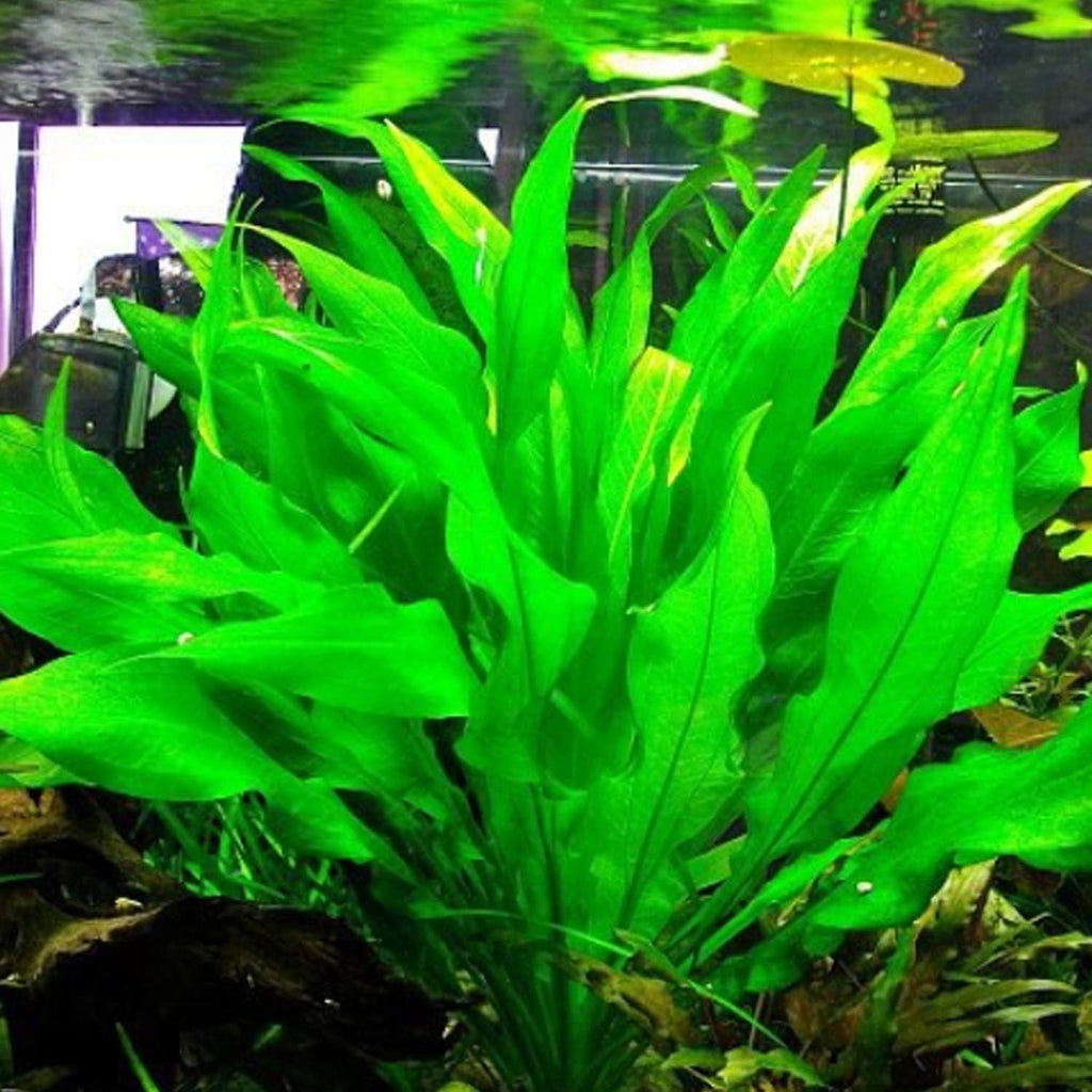 Greenpro 3-Bundles Amazon Sword | Echinodorus Bleheri Live Aquarium Plants Package Aquatic Freshwater Fish Tank Decorations