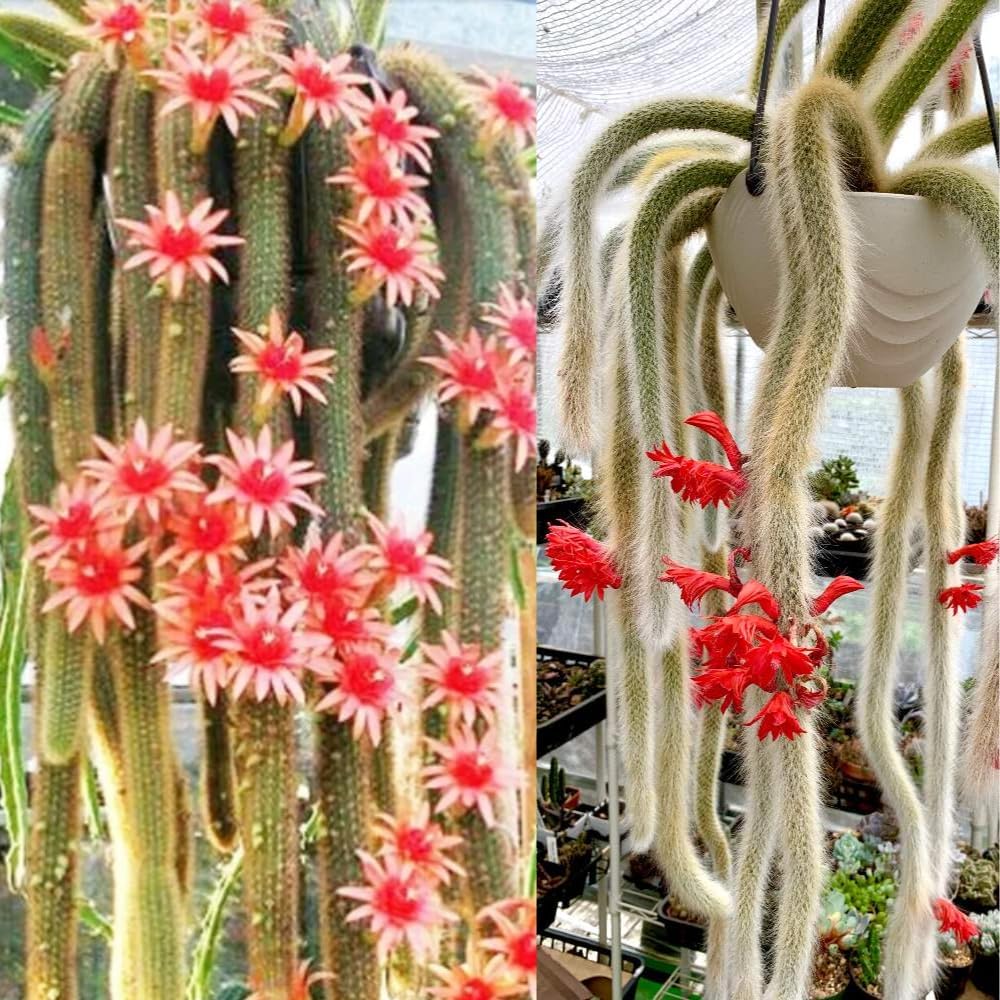 Monkey Tail Cactus Live Plant, 6-8 Inch Rare Trailing Cactus Live Rooted Succulent, Easy Care Hanging Cactus Houseplant Bareroot