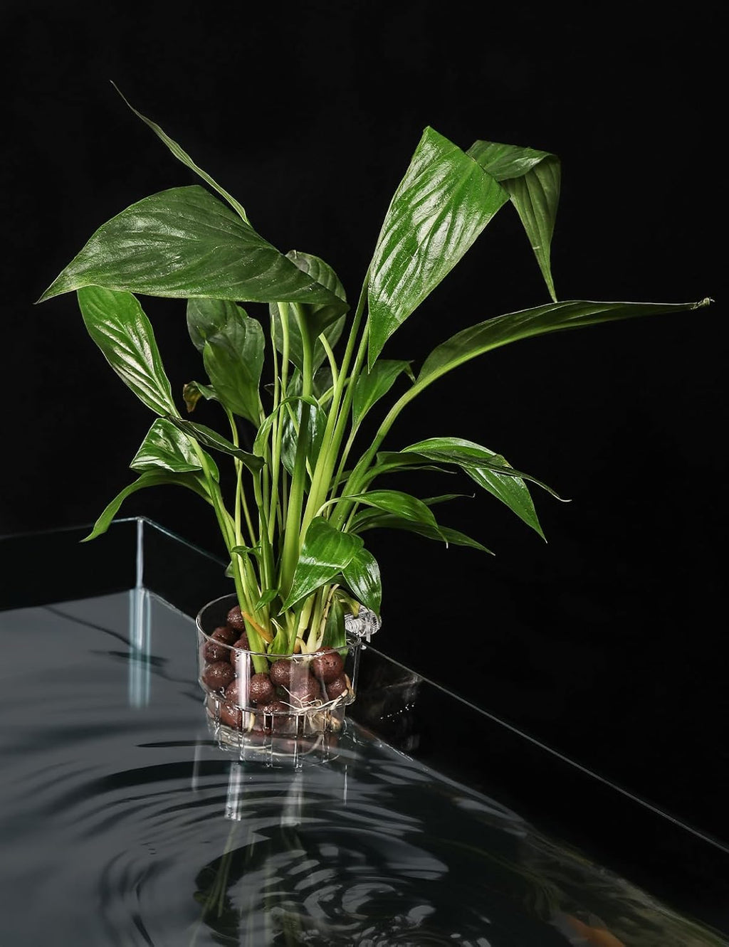 2 Pack Clear Aquarium Plant Holder Top Hanging Fish Tank Plant Holders Fits up to 0.8in Tank Edges, Aquarium Décor