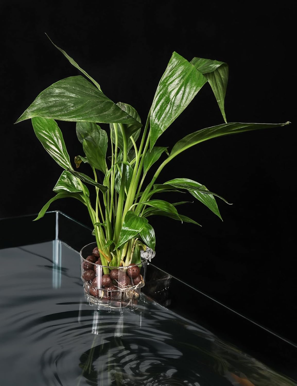 2 Pack Clear Aquarium Plant Holder Top Hanging Fish Tank Plant Holders Fits up to 0.8in Tank Edges, Aquarium Décor