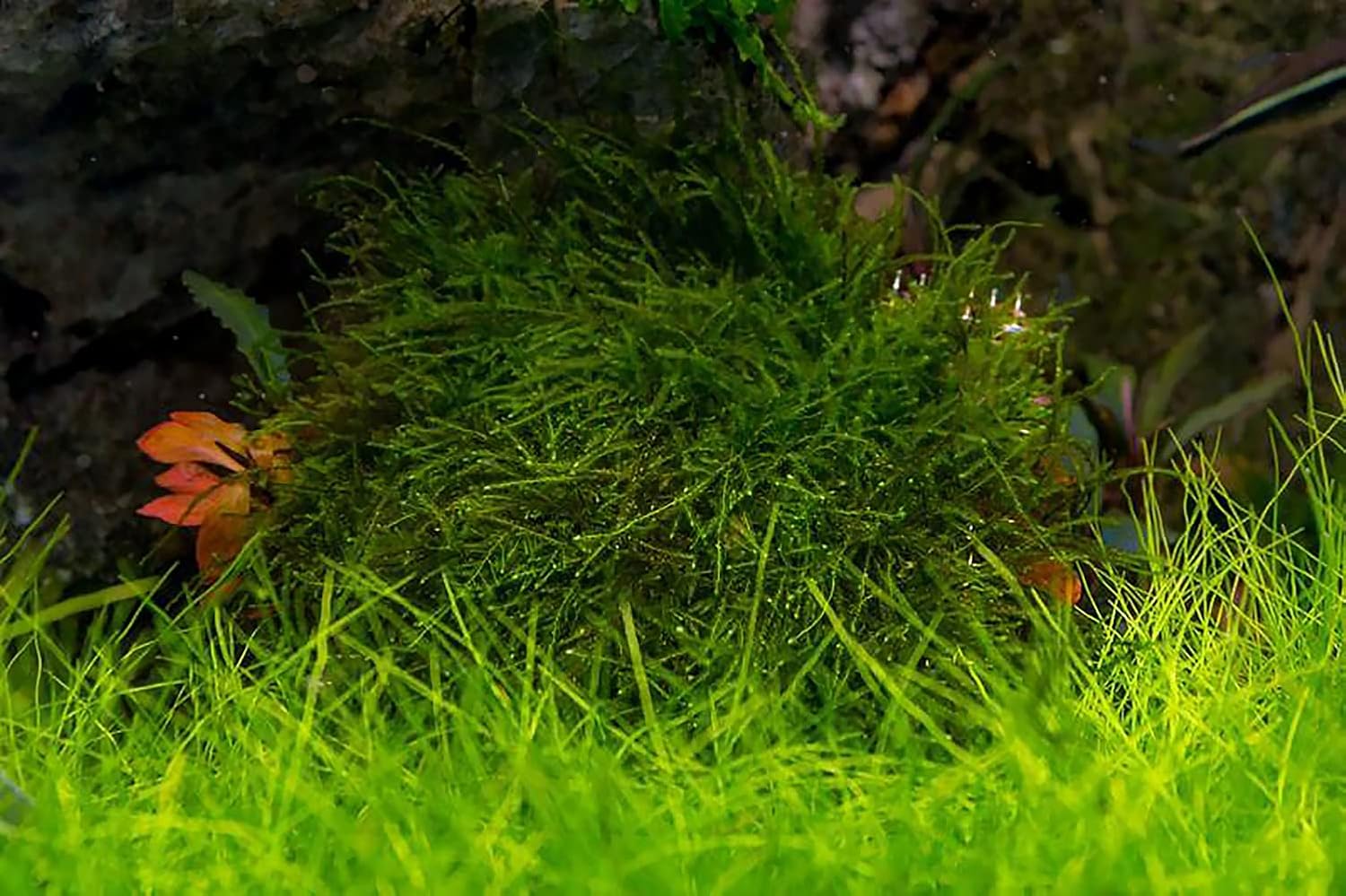 SubstrateSource Peacock Moss on Mesh Live Aquarium Plant - Freshwater Fish Tank Decorations for Natural Aquatic Decor