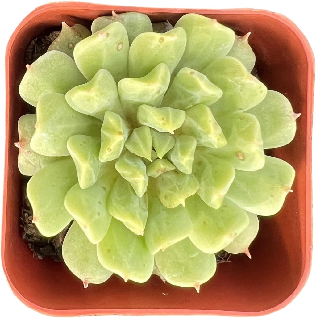 Sprout N Green 2in Echeveria 'Irish Mint', 1 Pack Rare Live Mini Succulent Plant Fully Rooted in Pot, Real House Plant for Indoor Outdoor Home Office Wedding Decoration DIY Projects Party Favor